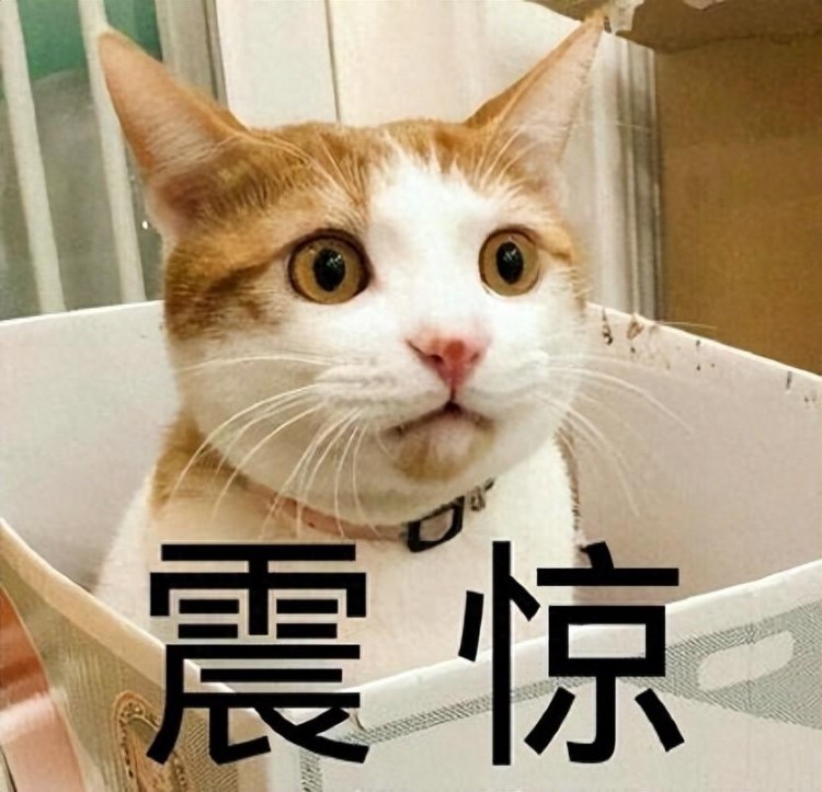 这8件事不要做，会让猫咪“失望”，否则后悔都来不及