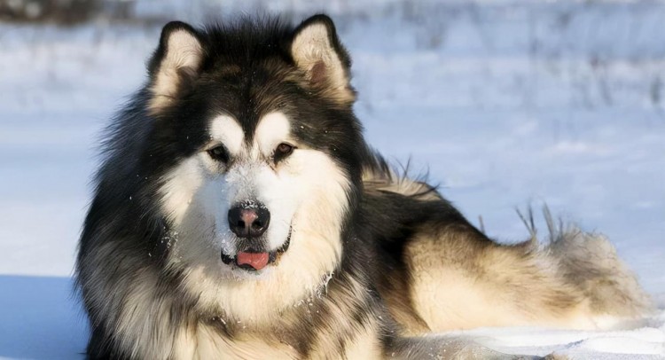 阿拉斯加犬毛发干枯怎么办