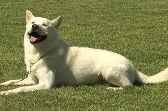 秋田犬饲养注意事项